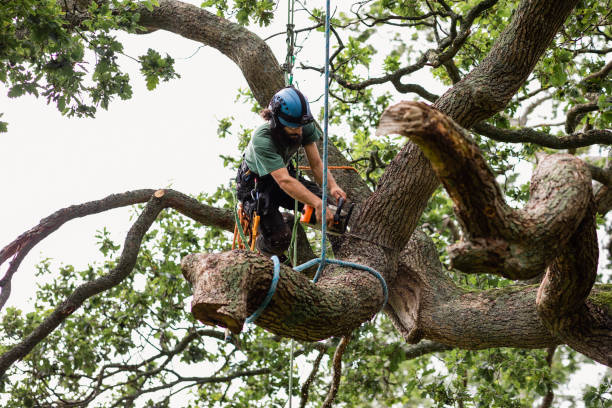 Best Tree Disease Treatment  in Grapevine, TX