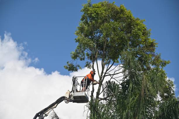 Best Commercial Tree Removal  in Grapevine, TX