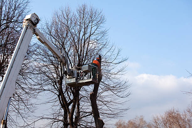 Best Tree Health Inspection  in Grapevine, TX