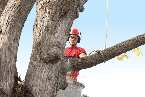  Grapevine, TX Tree Removal Services Pros